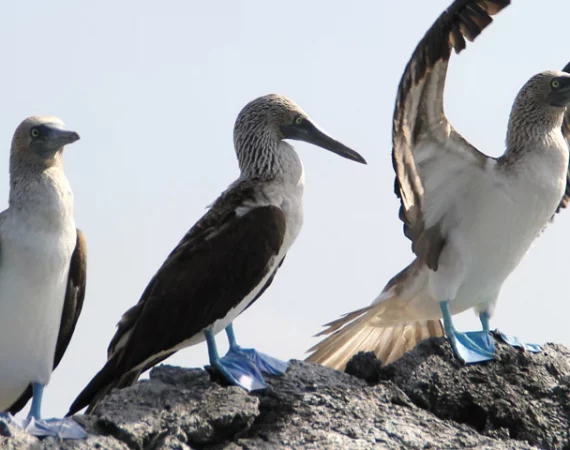 Blaufußtoelpel auf der Galapagos-Insel