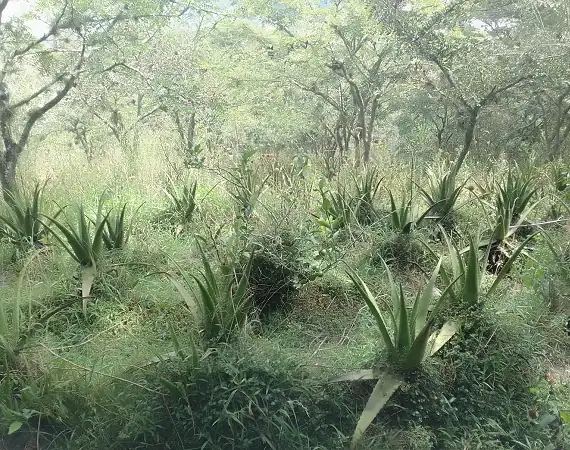 Aloe Pflanzen auf der Hacienda Verde