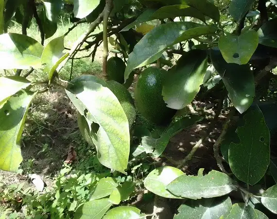 Eine der Avocado-Arten der Hacienda Verde