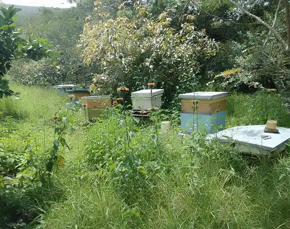 Bienenzucht in der Hacienda Verde
