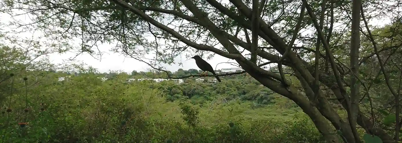 Vogel im Parque Algarrobos