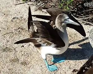 Galapagos Blaufußtölpel Weibchen