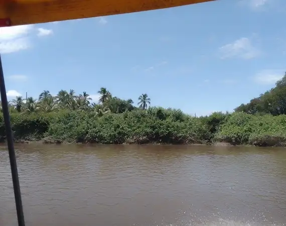 Kokopalmen und Mangroven am Ufer des Flusses Santiago