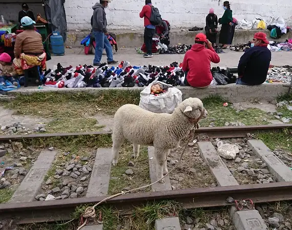 Schaf auf den Schienen in Guamote