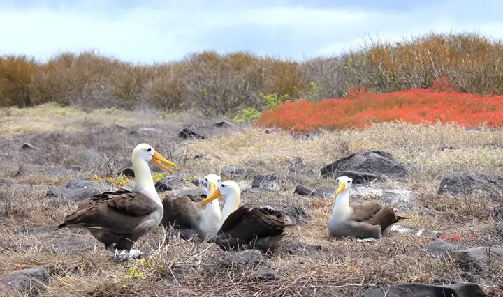 Galapagos Urlaub - Albatros Espanola Insel