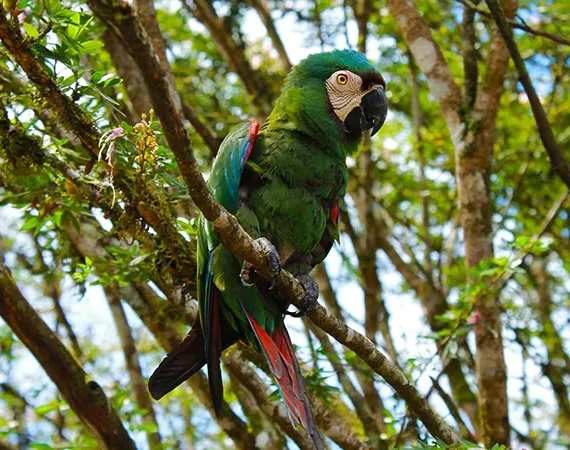 Papagei Cuyabeno Regenwald Ecuador