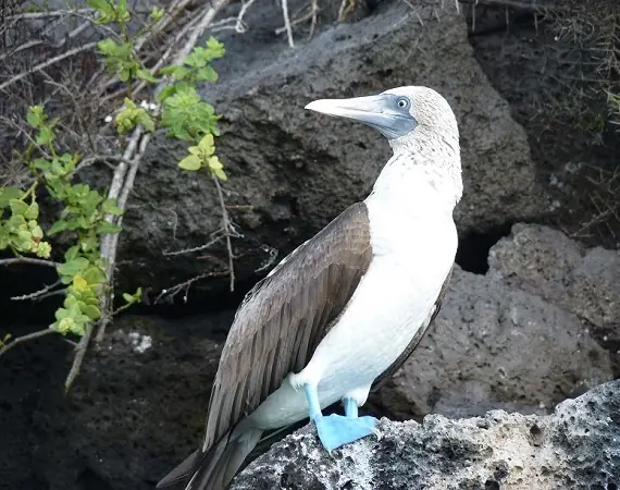 Blaufußfußtölpel auf Galapagos