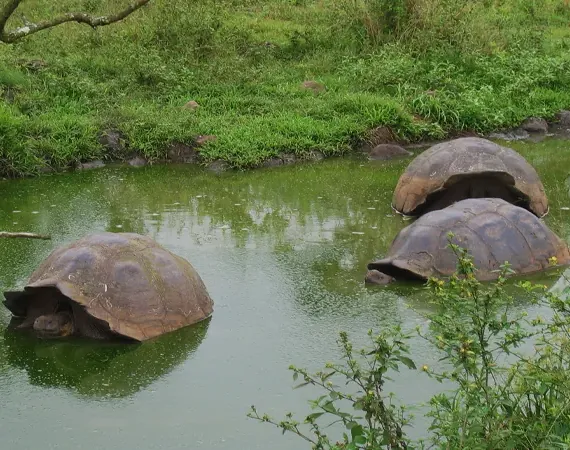 Galapagos Riesenschildkröten in einem Tümpel