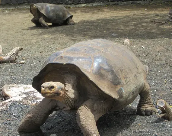 zwei Galapagos Riesenschildkröten