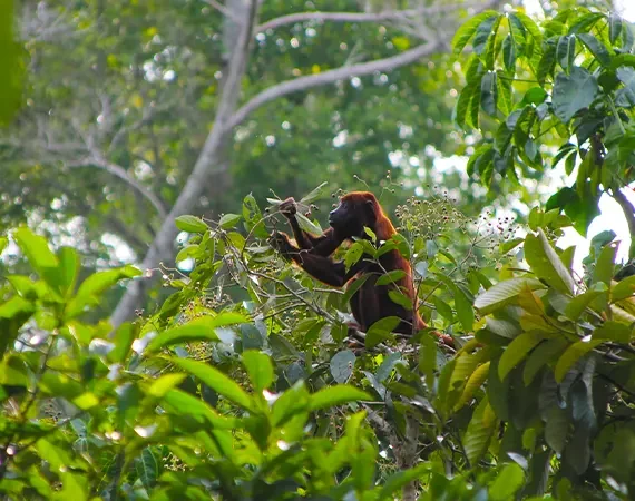 Affe beim Fressen in den Bäumen