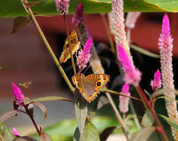 Schmetterlinge und Blüten am Napo Cultural Center