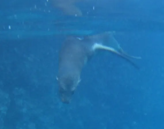 Galapagos Seelöwe unter Wasser