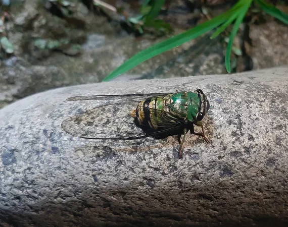 grüner Käfer im Nationalpark Yasuni