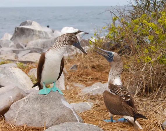 zwei Blaufußtölpel auf Galapagos