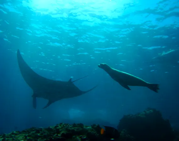 Rochen und Seelöwe schwimmen im Pazifik bei den Galapagos Inseln