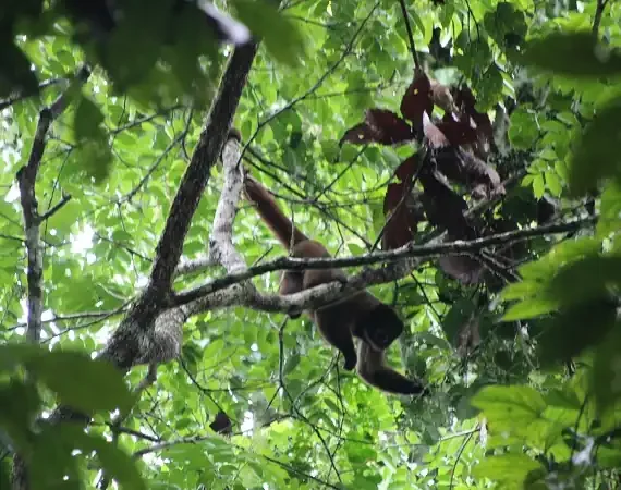 Affe im Baum im Yasuni Nationalpark