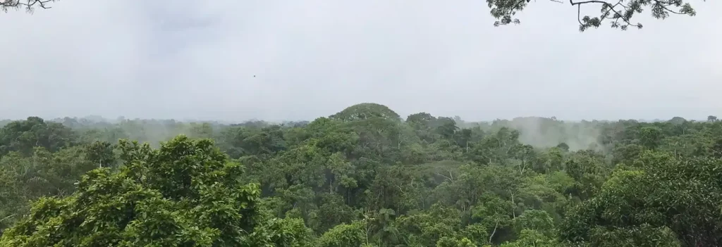 Nationalpark Yasuni Tag 3 – 4 – Inmitten des Amazonas Regenwaldes