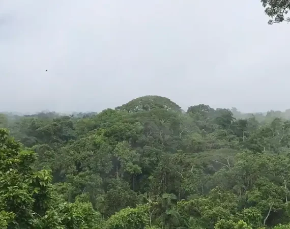 Blick über den Regenwald des Yasuni Nsationalparks
