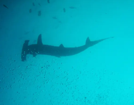 Hammerhai, Schnorcheltour zur Insel Seymour