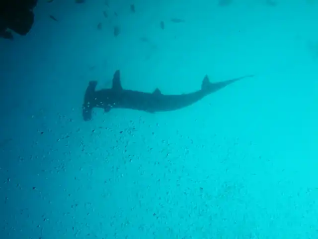 Hammerhai im Pazifik bei Galapagos