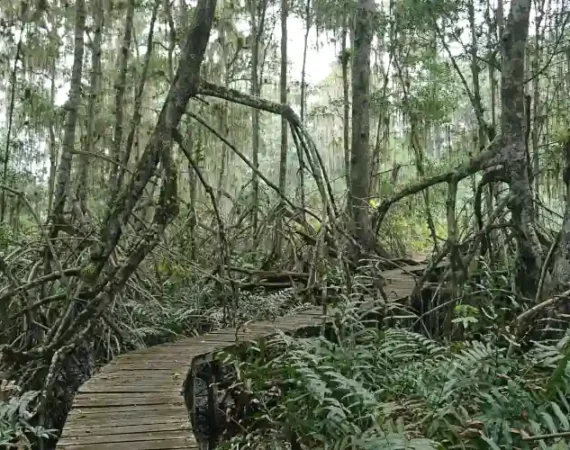 Holzsteg zwischen Mangroven in der Reserva Majagual