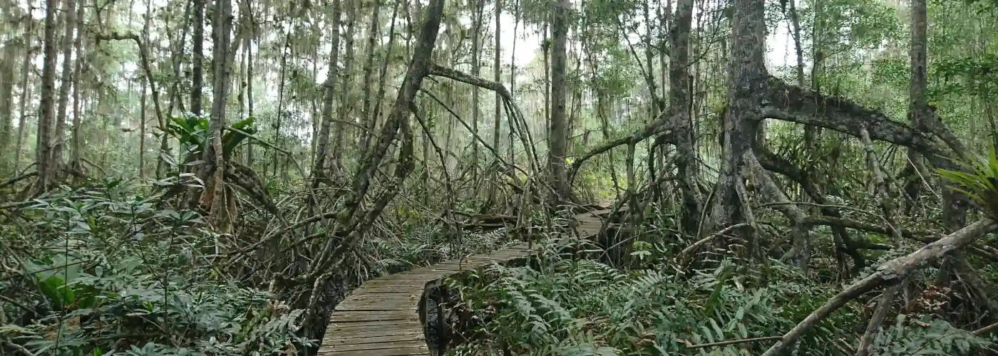 Holzsteg zwischen Mangroven in der Reserva Majagual