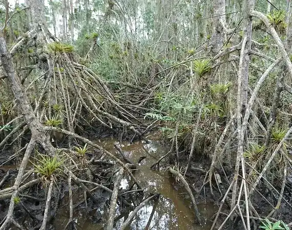 mit Bromelien bewachsene Mangroven in der Reserva Majagual