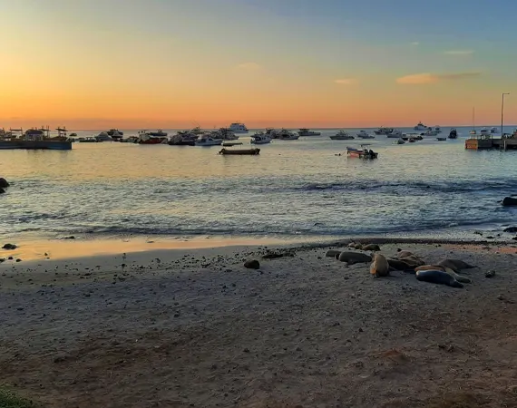 Sonnenuntergang mit Seelöwen am Strand Mann auf San Cristobal