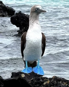 Blaufußtölpel Galapagos Inseln
