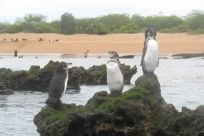 Galapagos Pinguine auf der Insel Bartolome