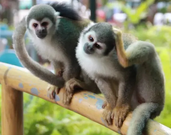 zwei Äffchen im Regenwald von Ecuador