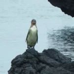 Galapagos Pinguin