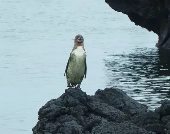 Pinguin auf einem Felsen auf den Galapagos Inseln