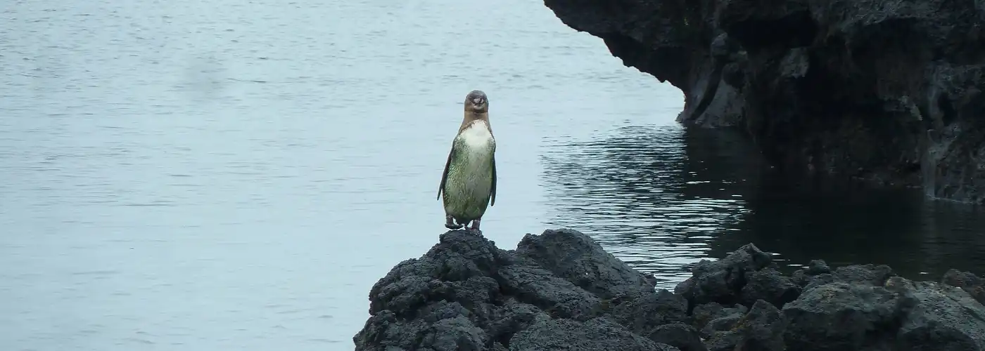Pinguin auf einem Felsen auf den Galapagos Inseln