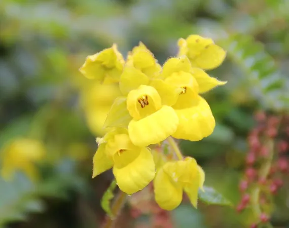 eine Blüte in der Landschaft der Choco Andino Region
