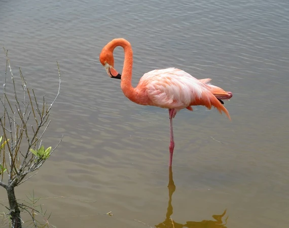 ein Flamingo auf Galapagos