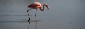 Flamingo in einer Lagune auf der Galapagos Insel Isabela