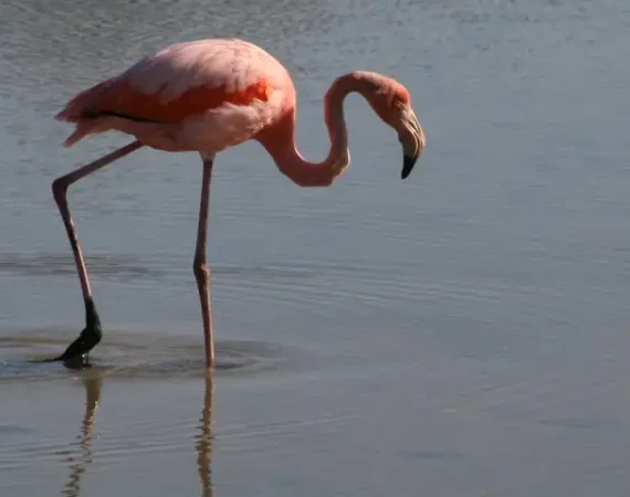 Flamingo in einer Lagune auf der Galapagos Insel Isabela