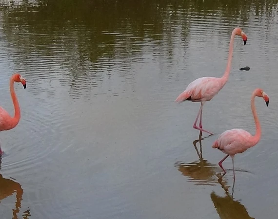 3 Flamingos in einem Gewässer auf Galapagos