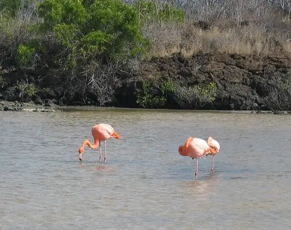 Flamingos bei Las Bachas auf der Galapagos Insel Santa Cruz
