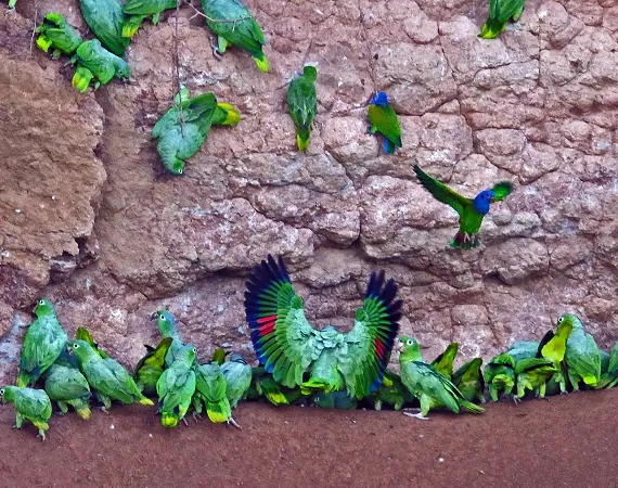 Papageien Leckfelsen im Yasuni Nationalpark