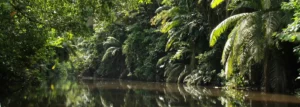 Fluss im Yasuni Nationalpark