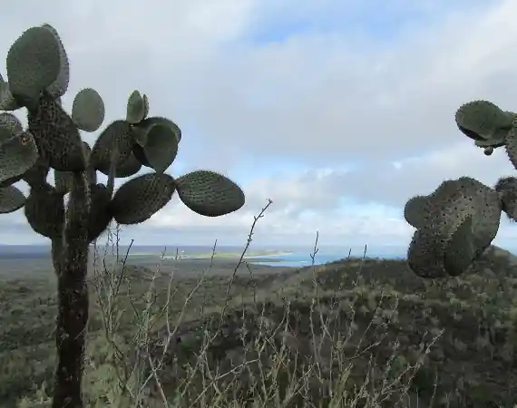 Grasland und Kakteen auf der Insle Isabela - ein möglicher Lebensraum der Sumpfohreule
