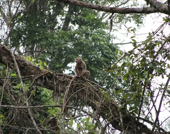 Affe in den Bäumen im Yasuni