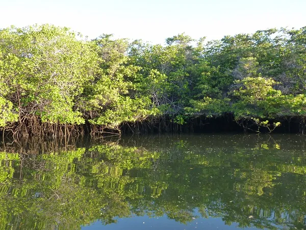 Mangroven an der Mündung bei Black Turtle Cove