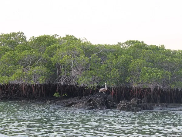 Blick auf Mangroven und Meeresvogel bei Black Turtle Cove
