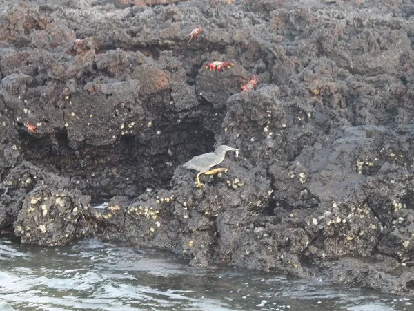 Vogel und Krabbe auf Felsen bei Black Turtle Cove