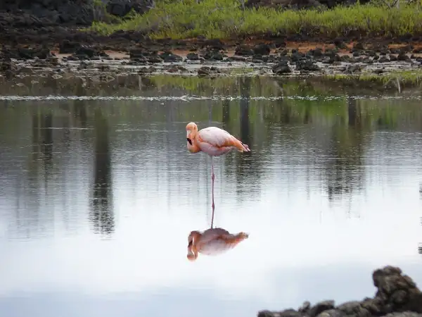 Flamingo in der Lagune am Rand des Weges zum Dragon Hill