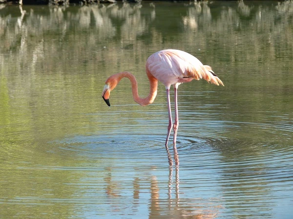 Flamingo in einer Lagune hinter Bachas BEach