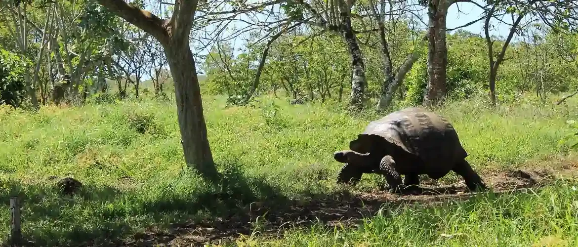 Riesenschildkröte auf einem Pfad im Hochland der Insel Santa Cruz